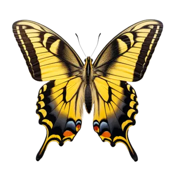 Tiger swallowtail butterfly png transparent images free download vector files