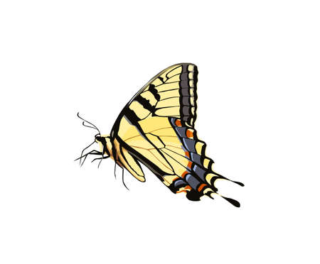 Eastern tiger swallowtail stock vector illustration and royalty free eastern tiger swallowtail clipart