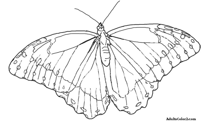 Butterfly coloring pages airborne art