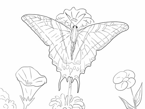 Two tailed swallowtail butterfly coloring page free printable coloring pages