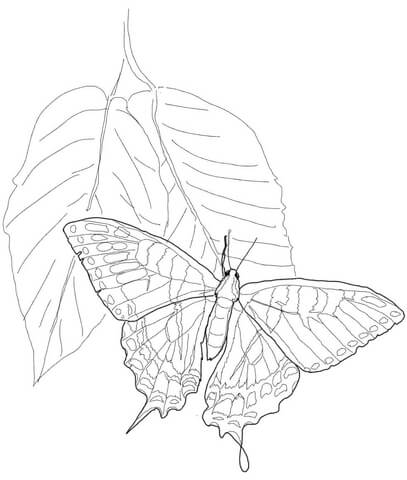 Eastern tiger swallowtail coloring page free printable coloring pages