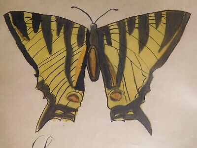 Antique hand drawn eastern tiger swallowtail butterfly color drawing