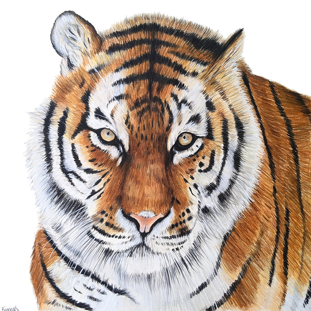 Tiger drawing original colored pencil artwork wildlife art hand drawn x wall decor