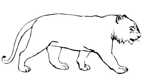 Tiger without stripes coloring page free printable coloring pages animal coloring pages tiger images tiger pictures