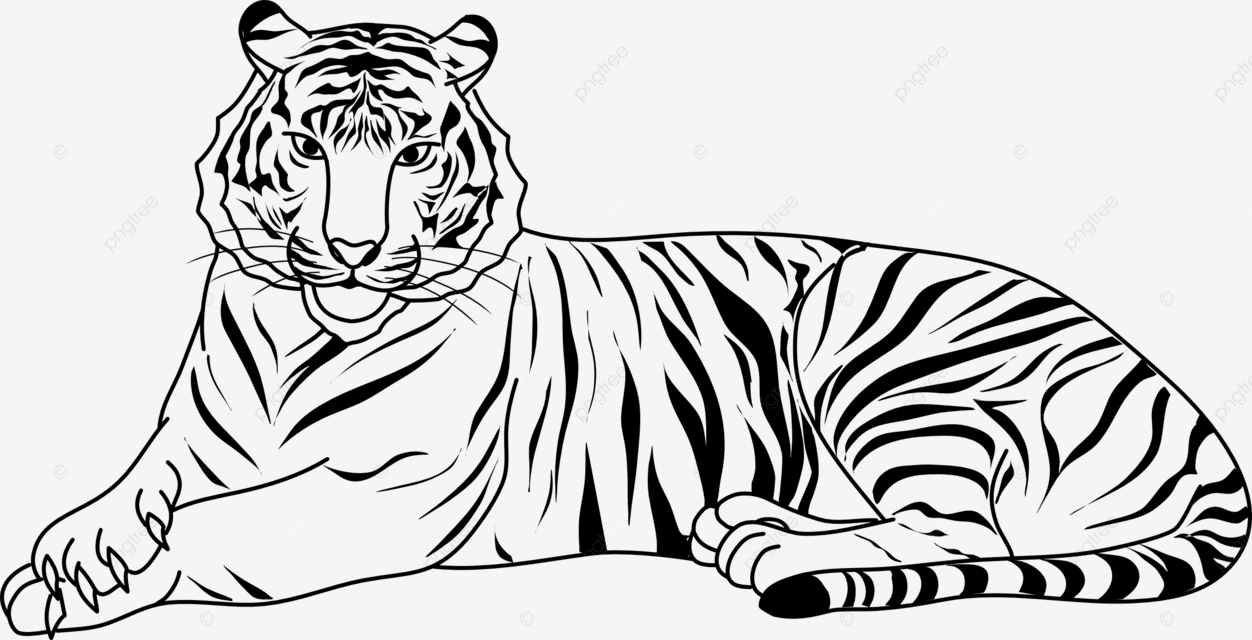 Tiger line art for coloring book vector illustration book drawing tiger drawing rat drawing png and vector with transparent background for free download
