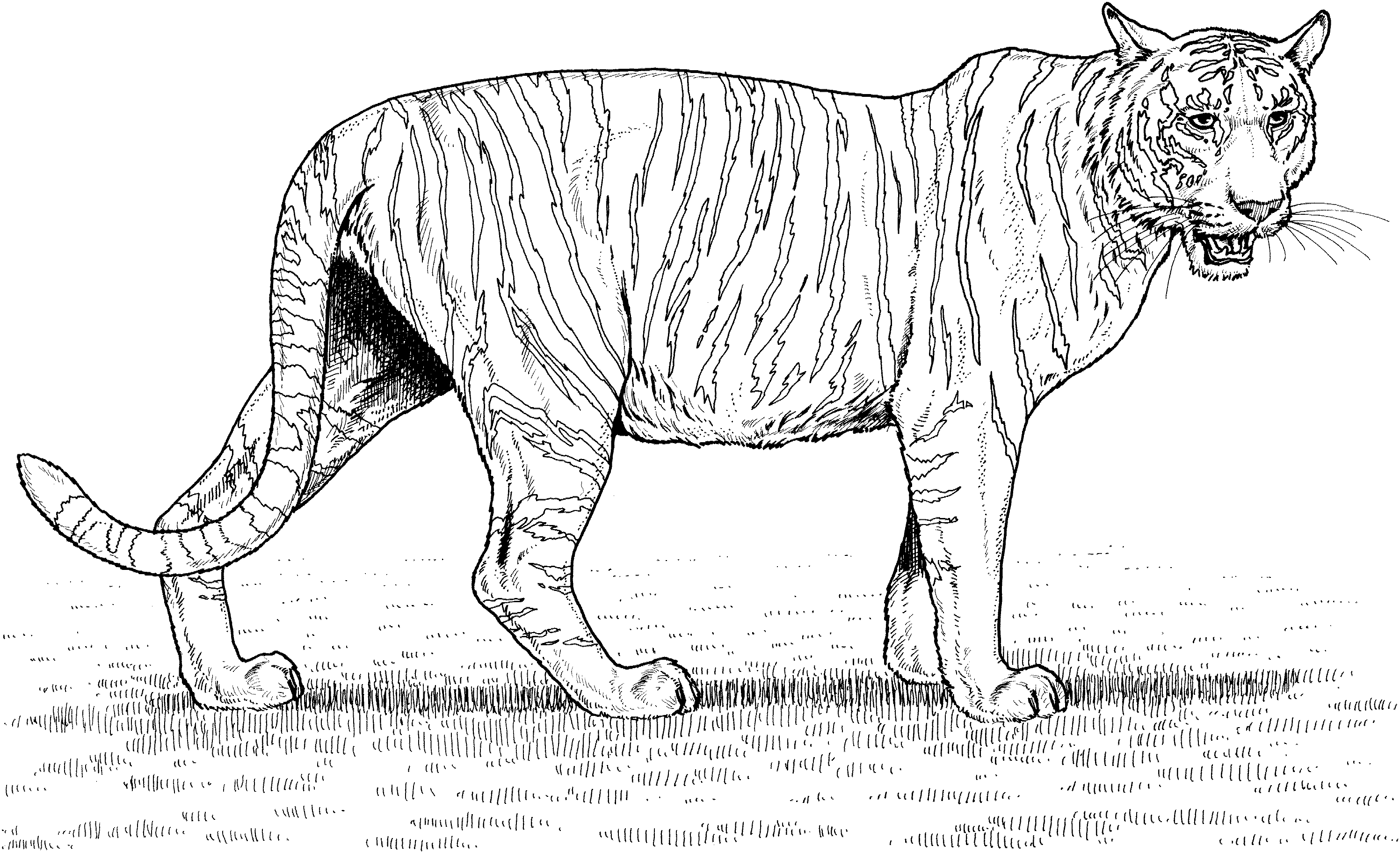 Free printable tiger coloring pages for kids