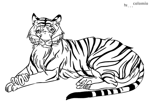 Tigers coloring pages free printable tiger coloring sheets