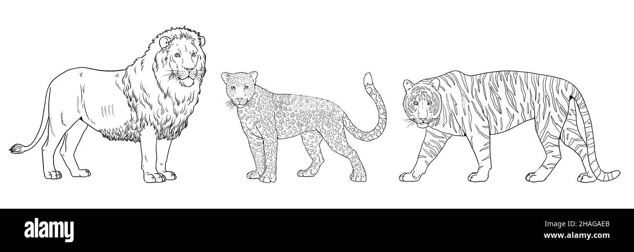 Tiger face drawing hi