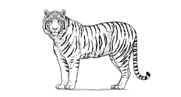 How to draw a tiger envato tuts