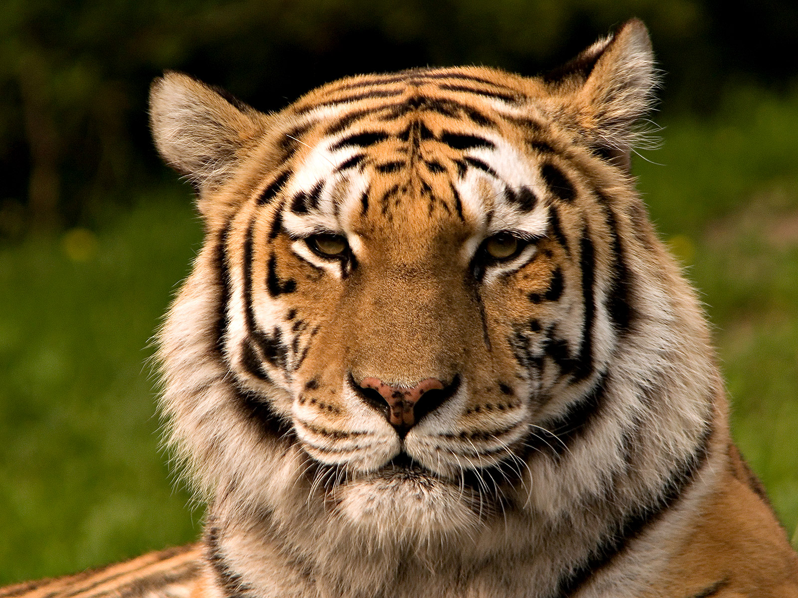 Filesiberischer tiger de editjpg
