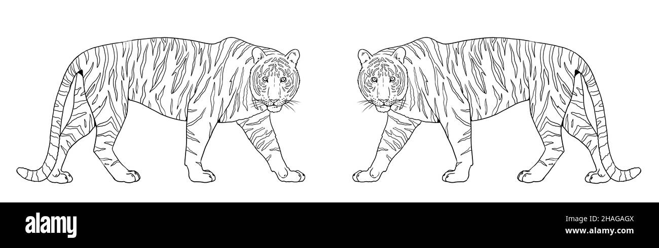 Tiger india cut out stock images pictures