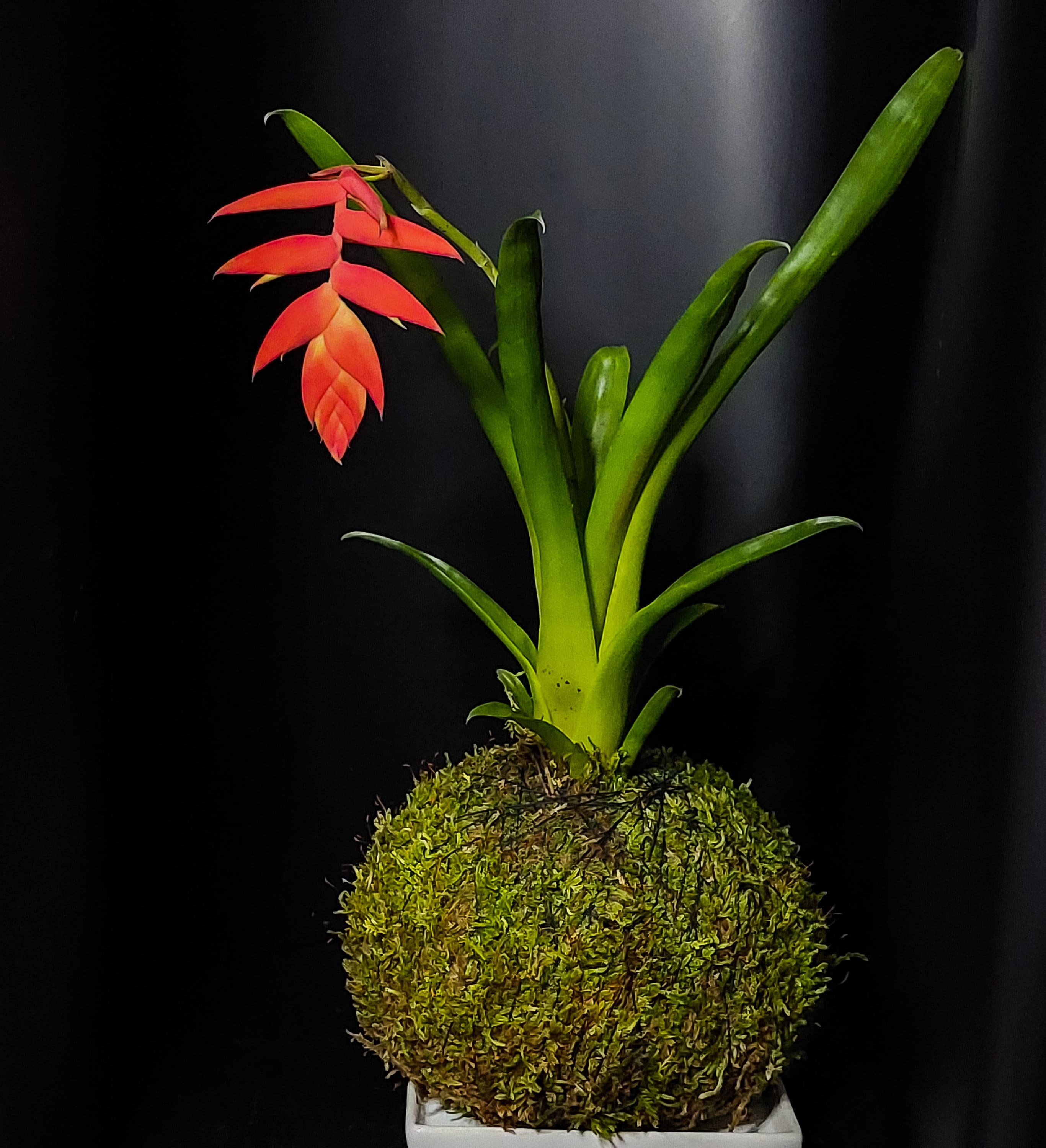 Kokedama live moss ball bonsai japanese handmade moss
