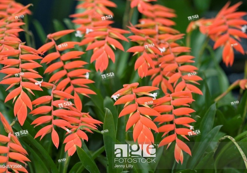 Angiosperms flowering plants â