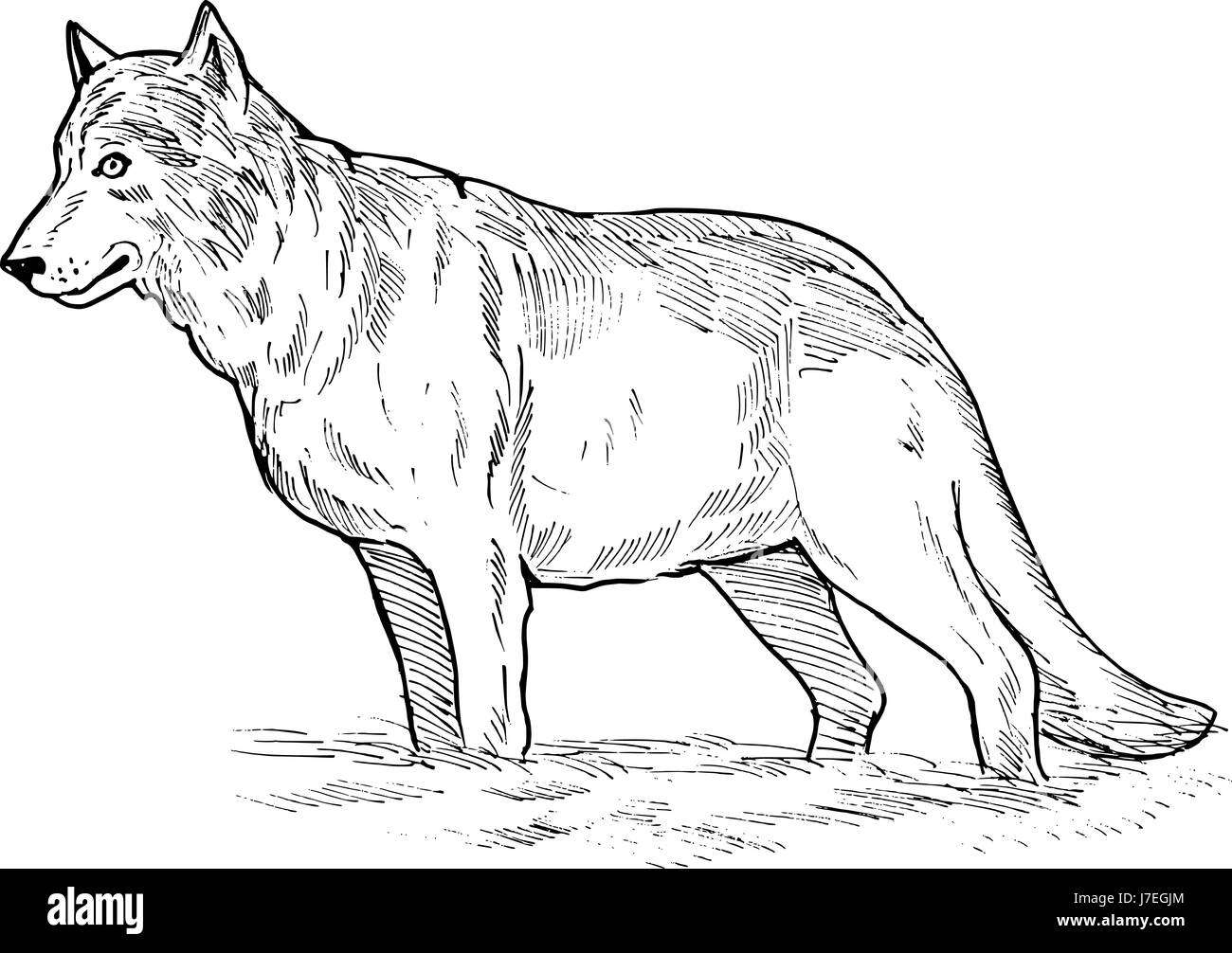 Wild dog timber wolf drawing photo picture image copy deduction canine grey stock photo
