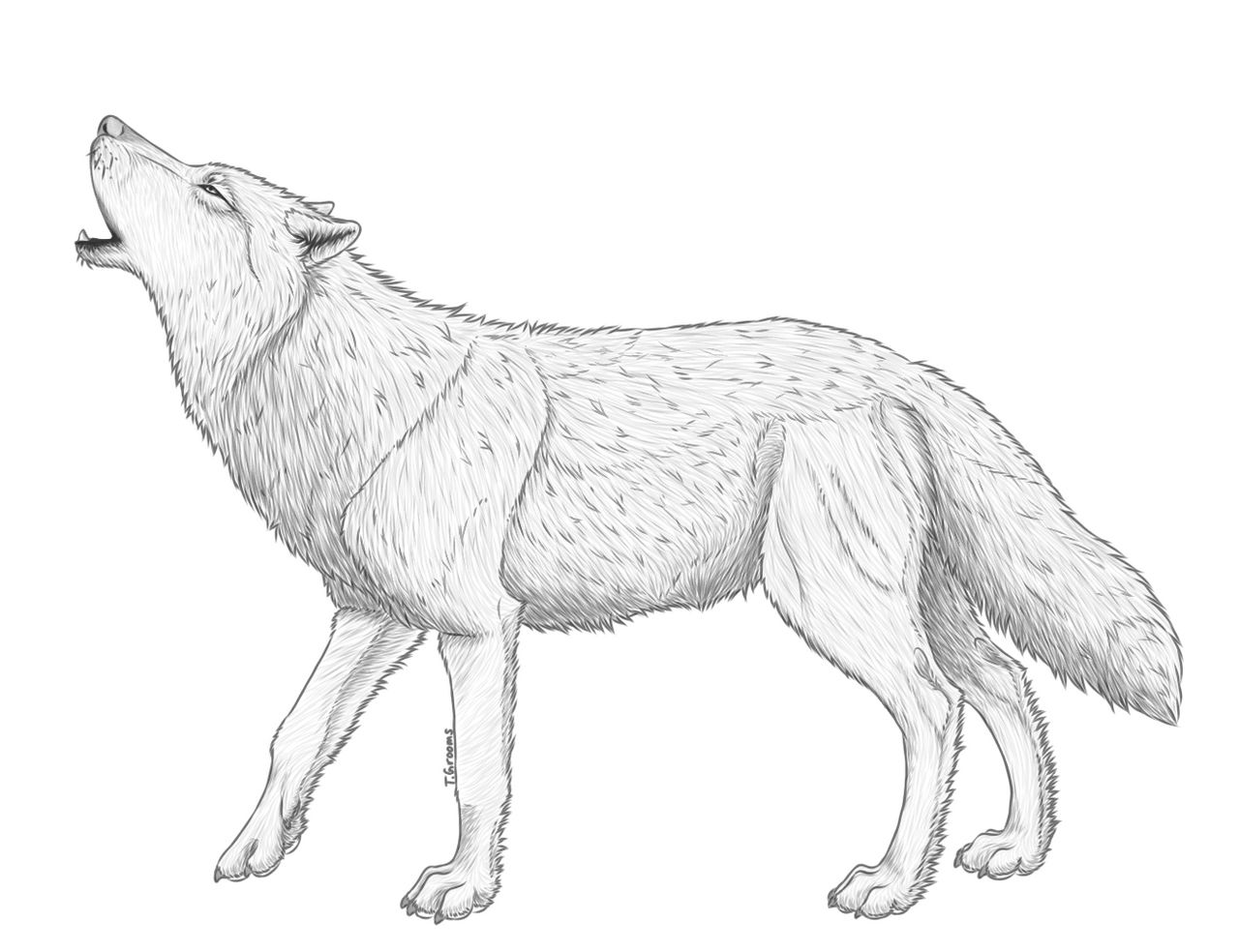 Realistic howling timber wolf reference sheet by jinx