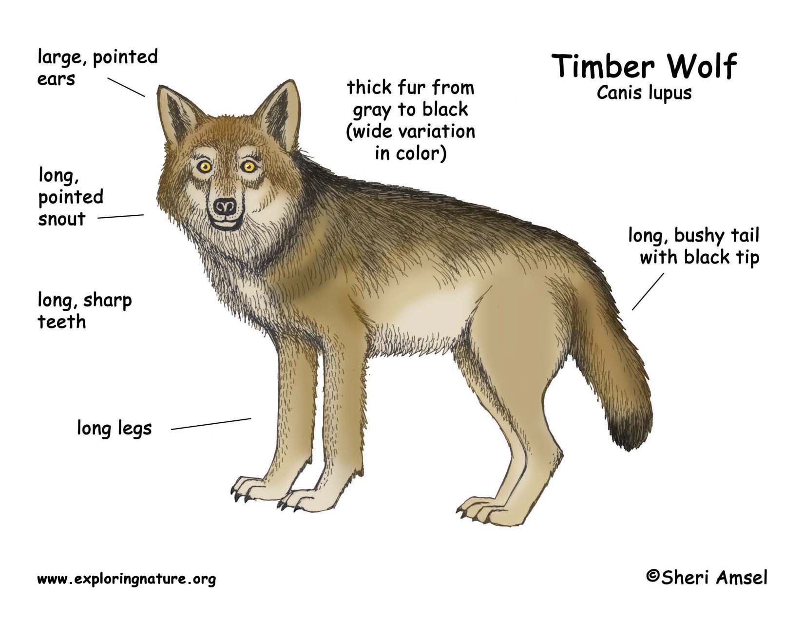 Wolf timber wolf or gray wolf
