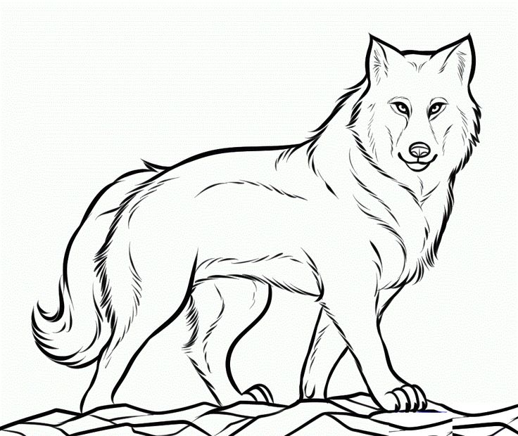 Free printable wolf coloring pages for kids wolf colors animal coloring pages wolf drawing