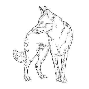 Page timber wolf vectors illustrations for free download