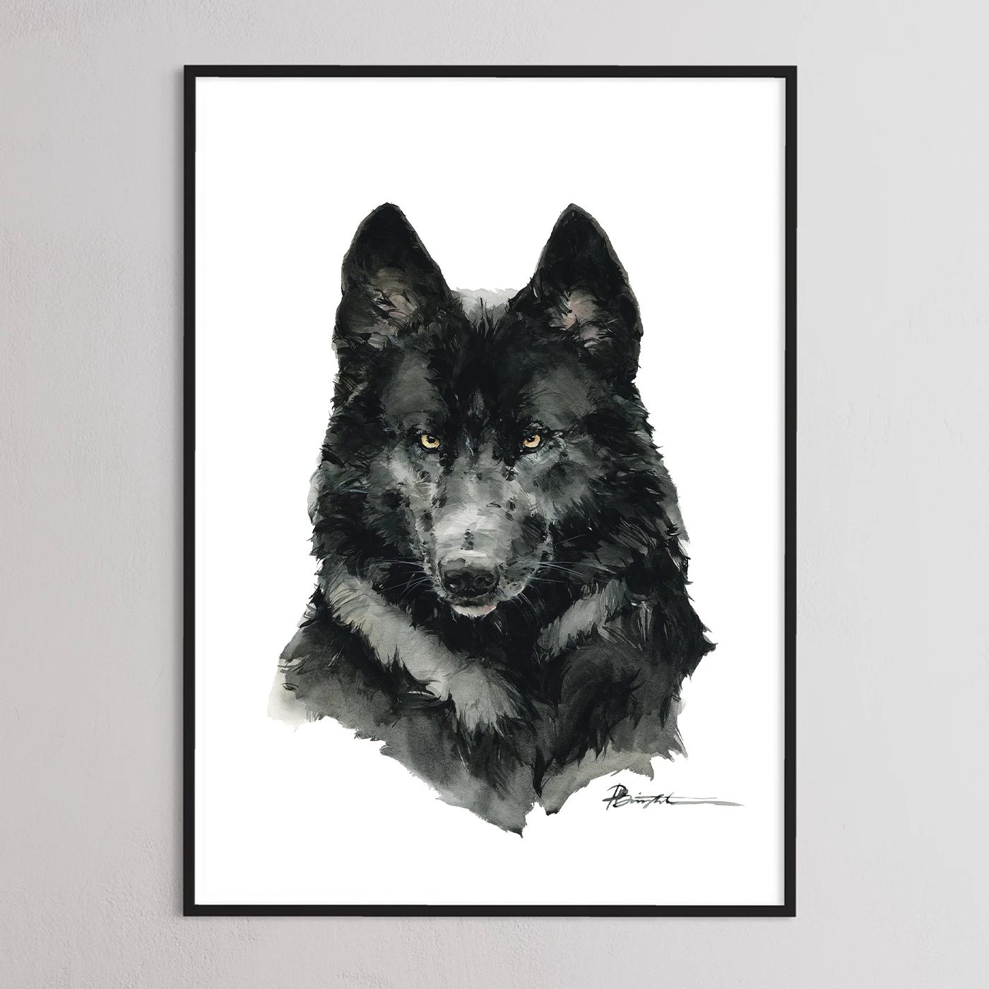 Black timber wolf