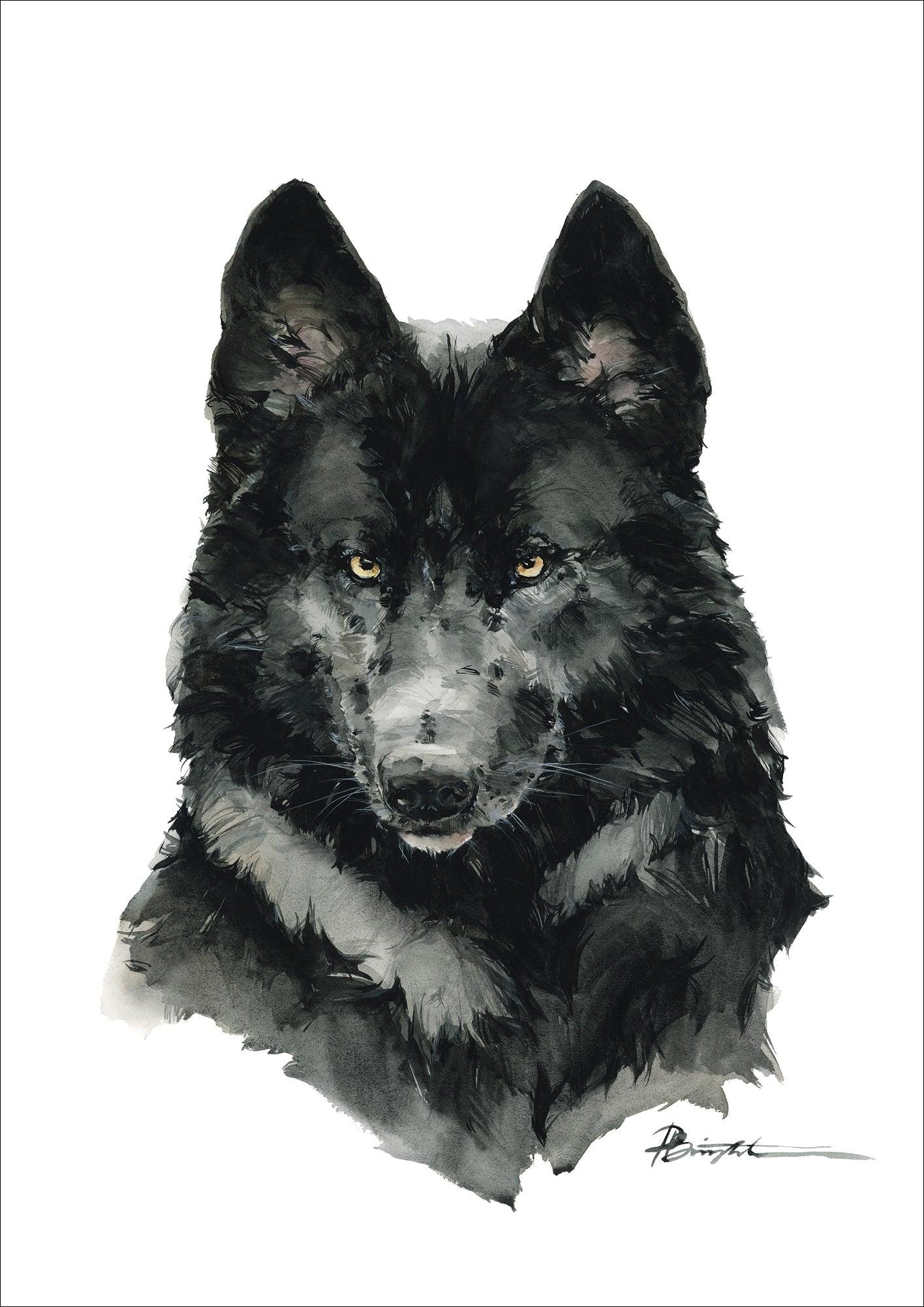 Black timber wolf