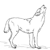 Wolf coloring pages free coloring pages