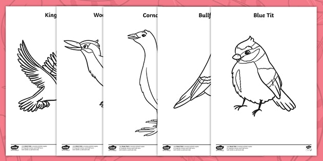 A tale of two feathers british birds louring pages