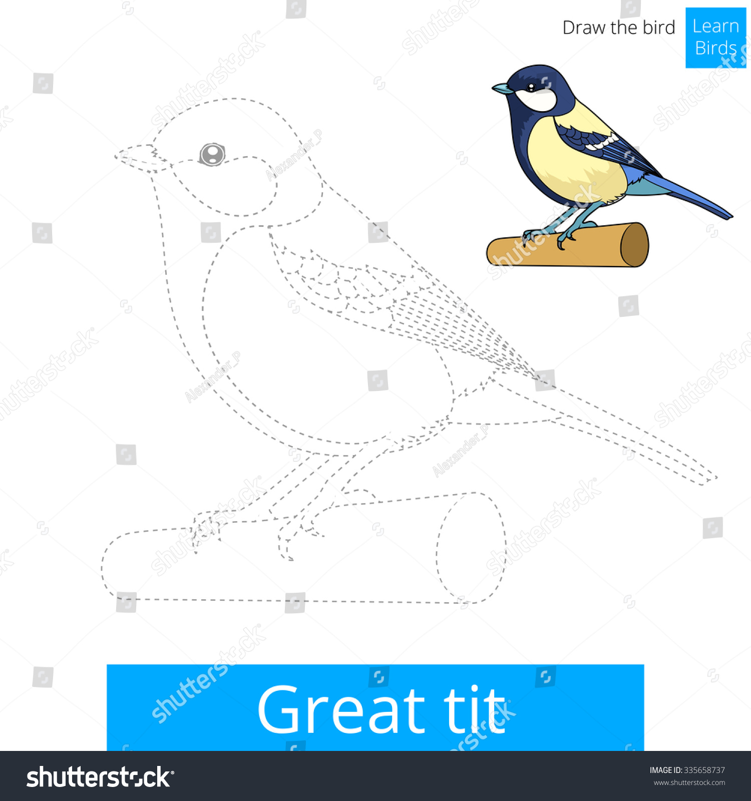 Tit bird drawing images stock photos d objects vectors