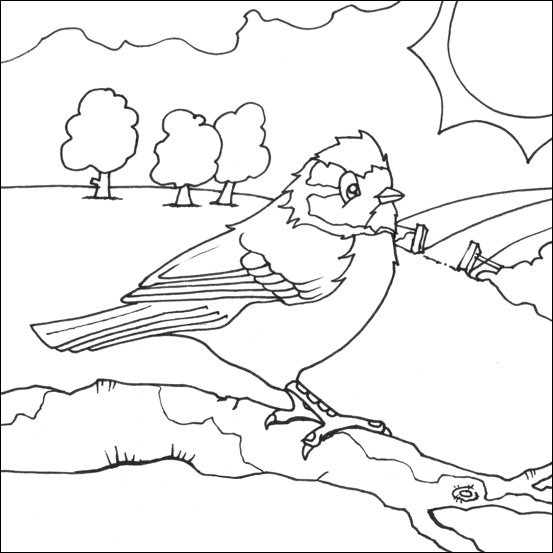 Blue tit colouring