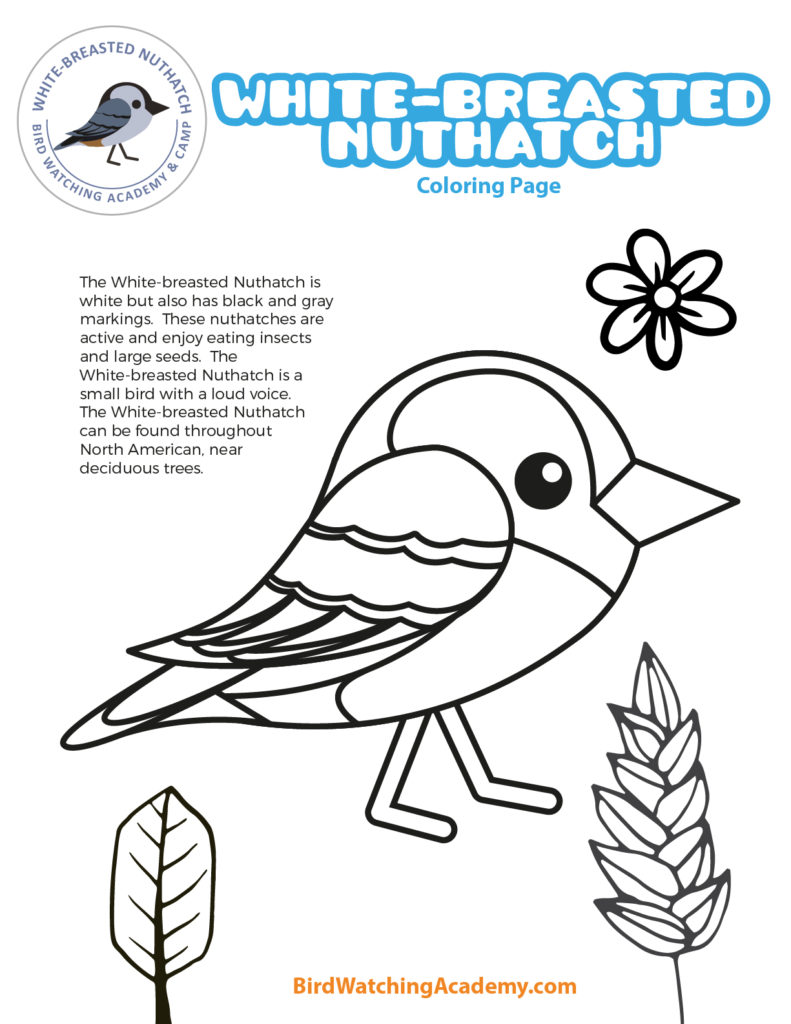 Bird coloring pages