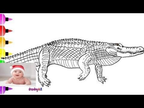 Alligator coloring page for kid learn to draw