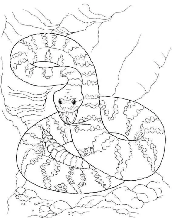 Titanoboa fãrbung seite