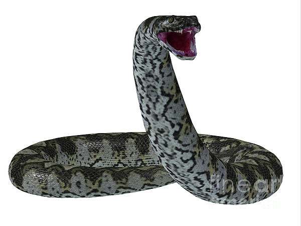 Titanoboa snake on white jigsaw puzzle by corey ford