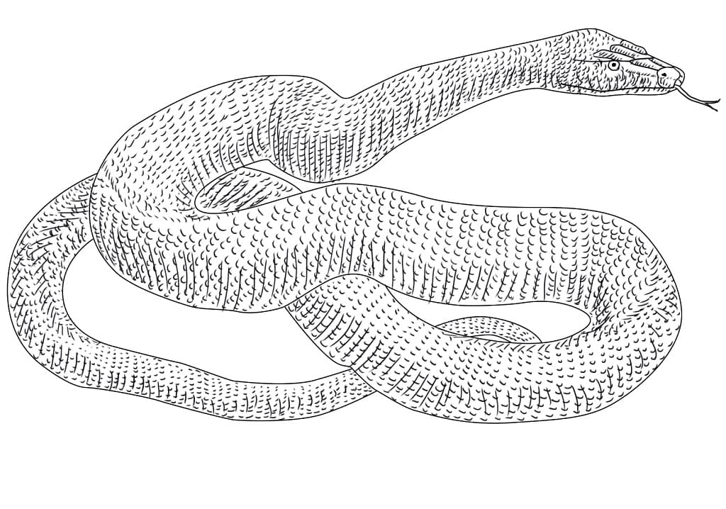 Anaconda snake fãrbung seite