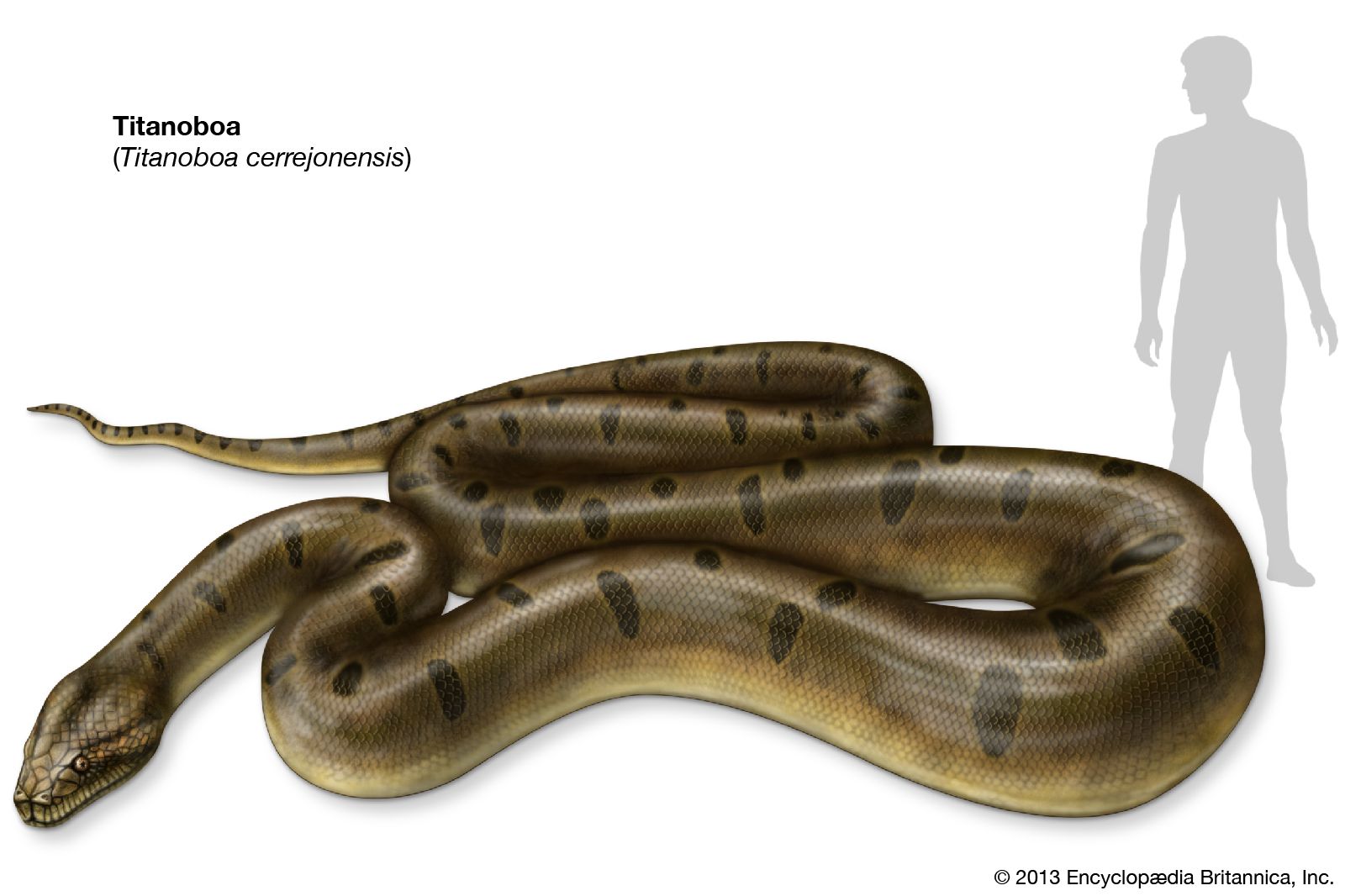 Titanoboa fossil reptile size habitat