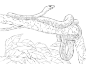 Snakes coloring pages free coloring pages