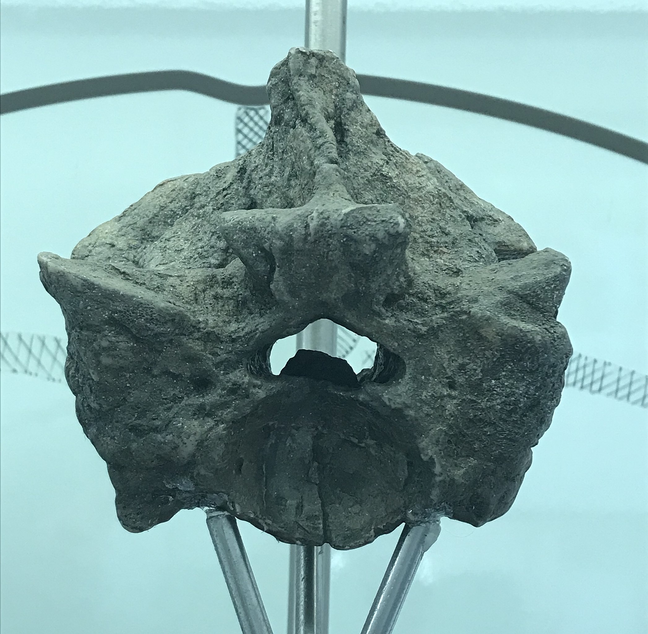 Filefossilized titanoboa vertebreajpg