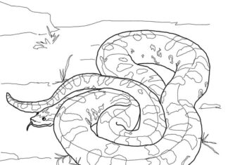 Anaconda coloring pages to print and print online