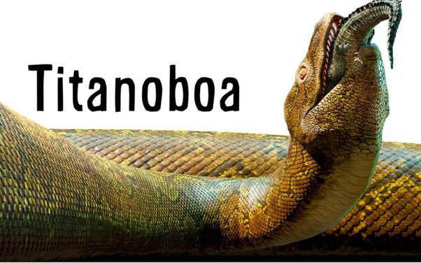Is titanoboa the biggest snake in the world