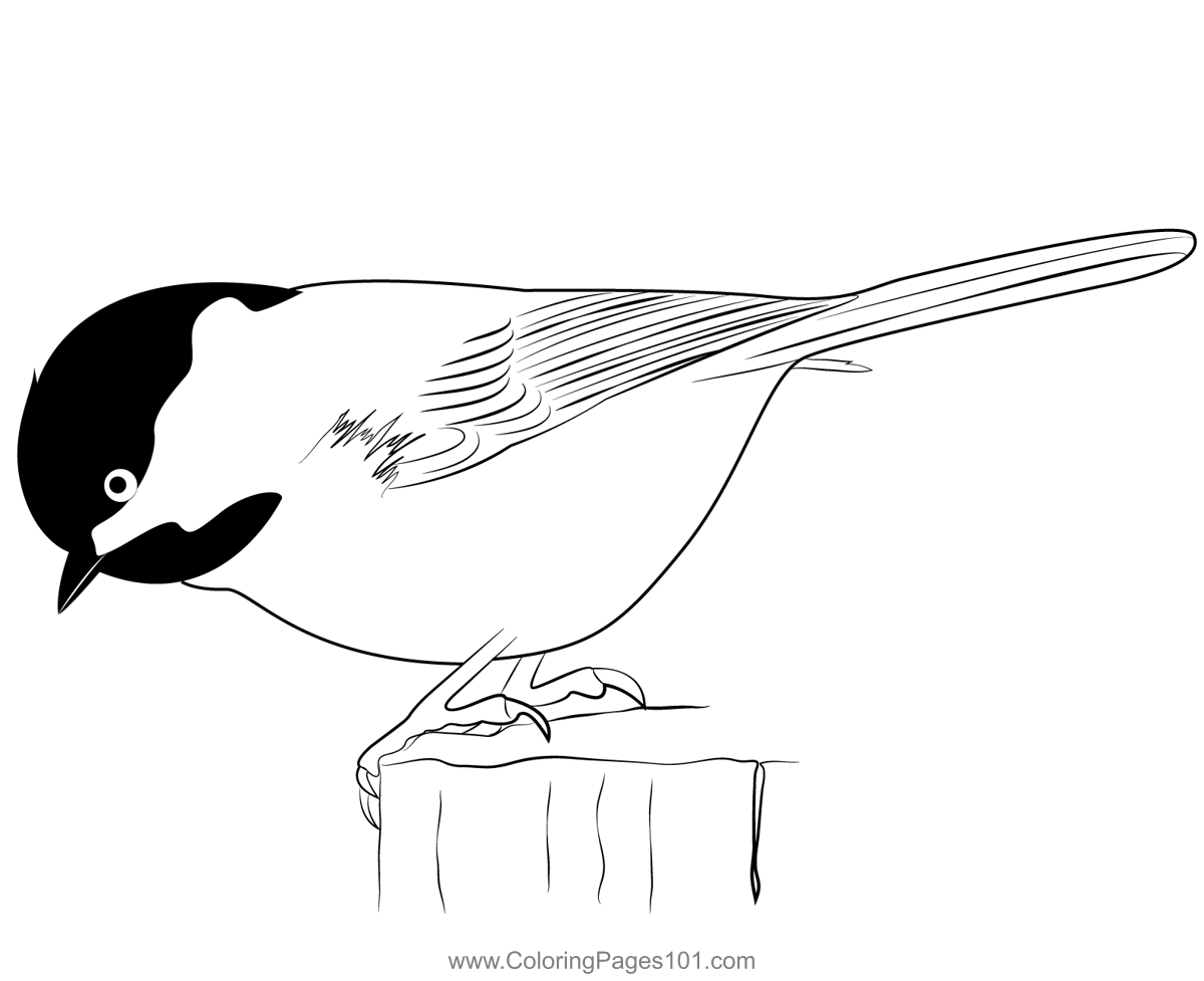 Chickadee coloring page for kids