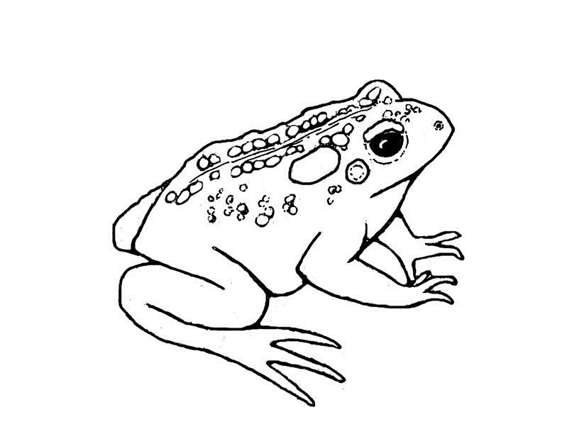 Free printable toad coloring pages for kids frog coloring pages animal printables animal coloring pages