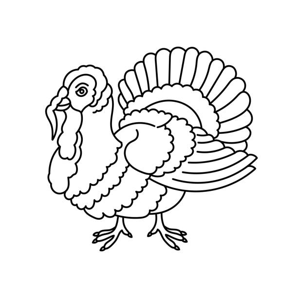 Tom turkey stock illustrations royalty