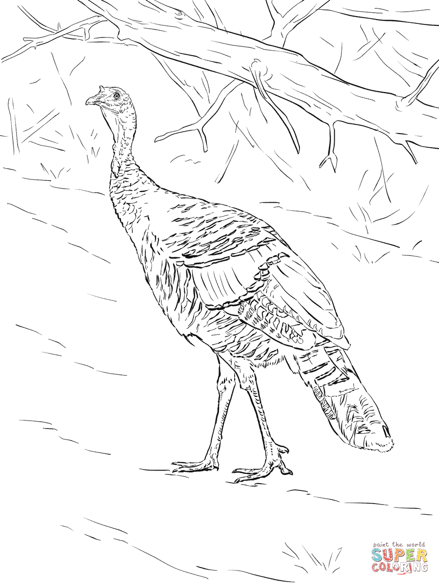 Wild turkey walks in the forest coloring page free printable coloring pages