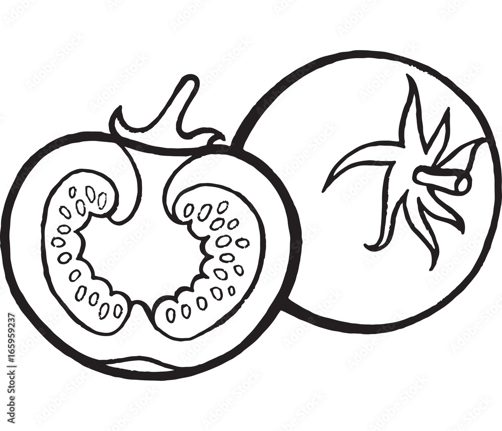 Tomato coloring page hand drawn illustration vector
