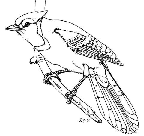 Blue jay coloring page free printable coloring pages bird coloring pages blue jay coloring pages