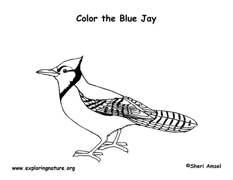 Jay blue coloring page