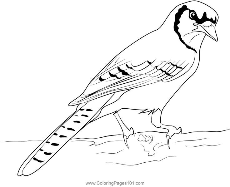 Blue jay coloring page blue jay coloring pages color