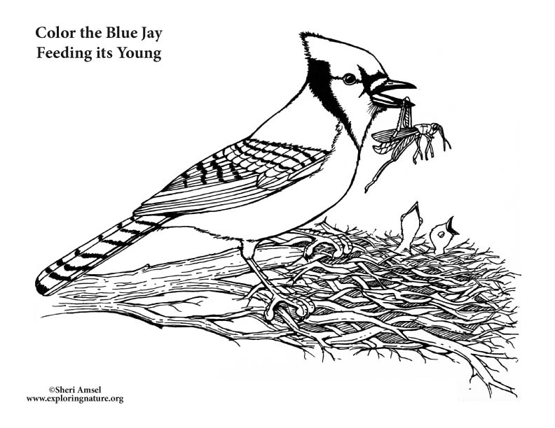 Blue jay feeding young coloring page