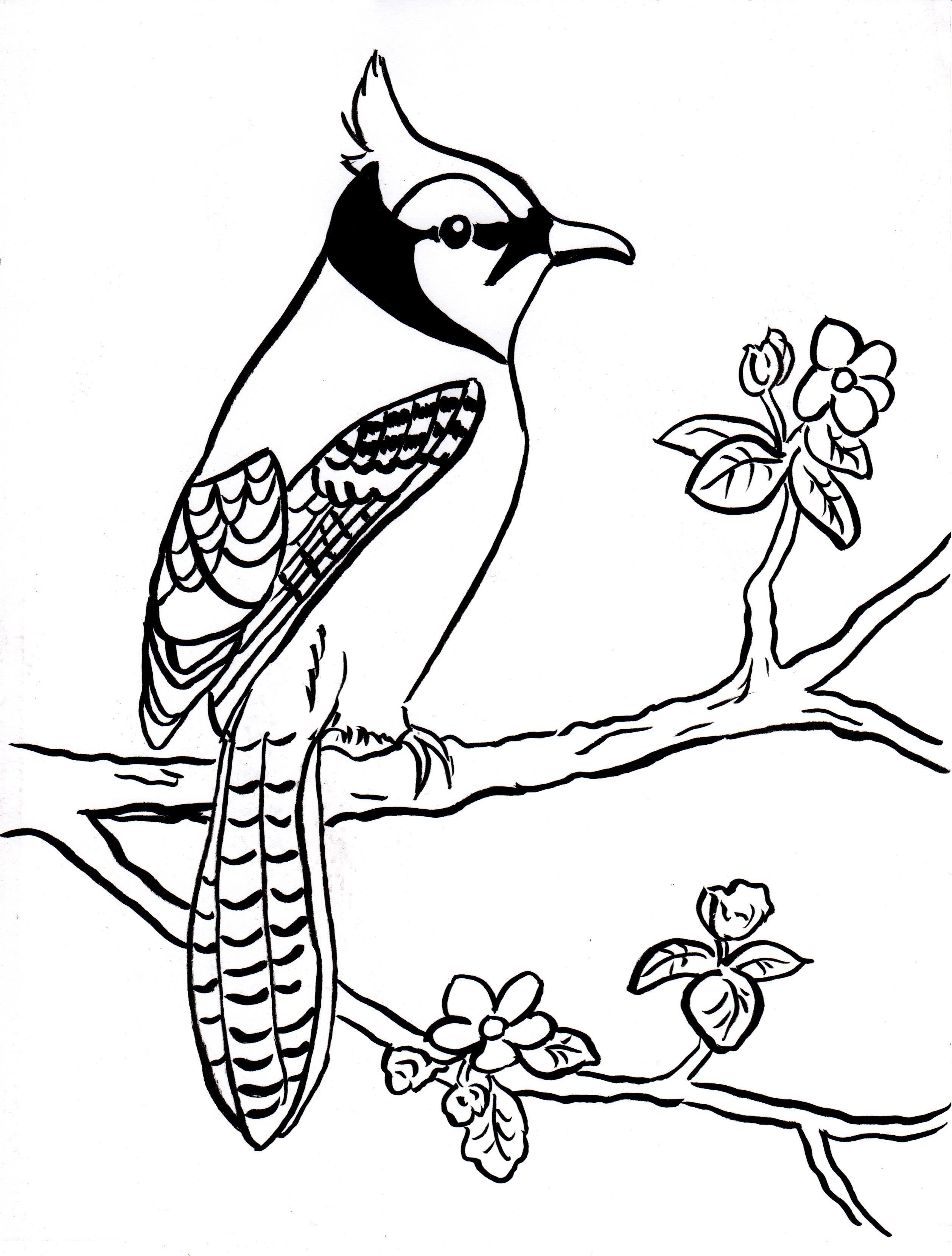 Blue jay coloring page
