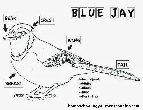 Blue jay coloring sheet blue jay bird unit study color worksheets
