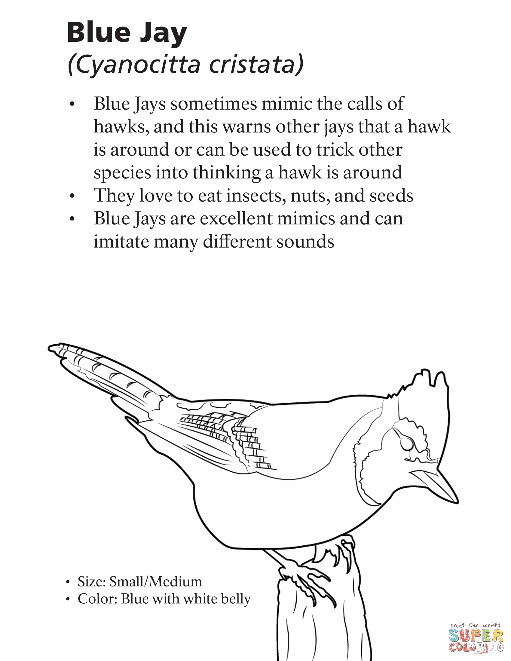 Blue jay cyanocitta cristata coloring page free printable coloring pages